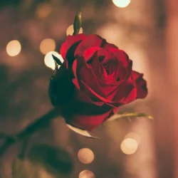 pacote romantico